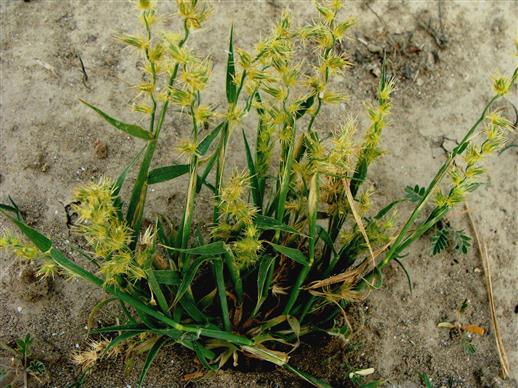 Cenchrus biflorus